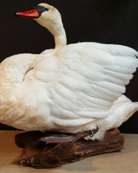 beautiful-recently-mounted-white-swan-518331-en-max