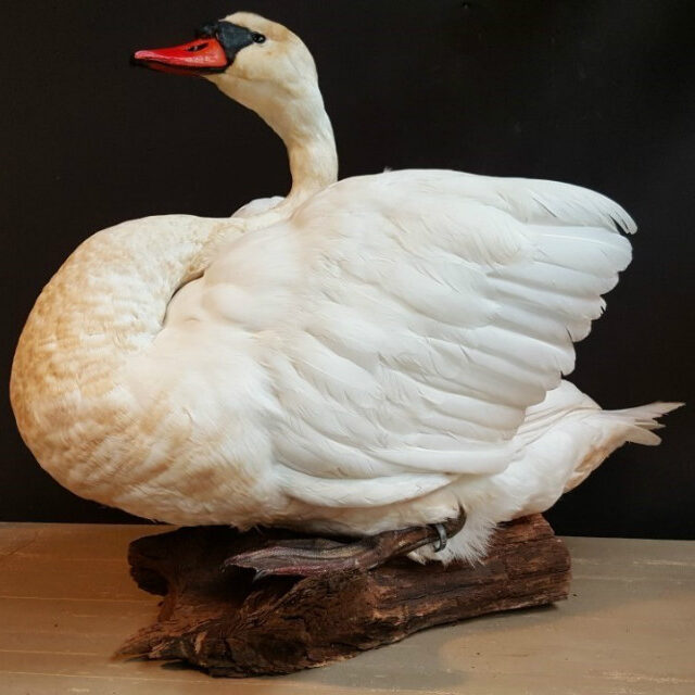 beautiful-recently-mounted-white-swan-518331-en-max