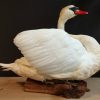 Beautiful recently mounted White Swan