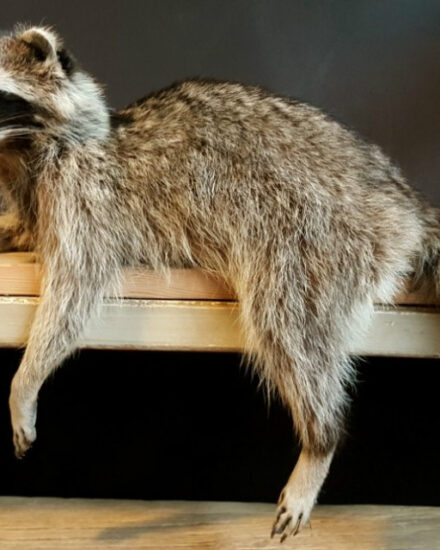 beautiful-recently-stuffed-raccoon-518346-en-max