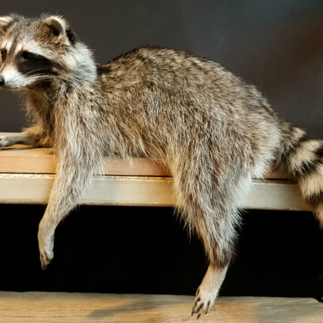 beautiful-recently-stuffed-raccoon-518346-en-max