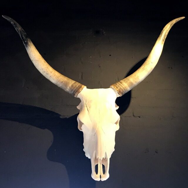 beautiful-skull-hungarian-grey-cattle-813466-en-max