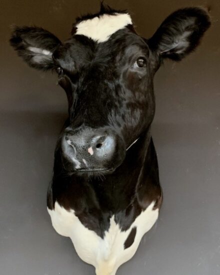 beautiful-stuffed-black-and-white-cow-1942645-en-max