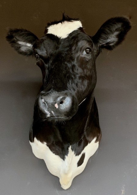 Prachtige opgezette zwartbonte koe