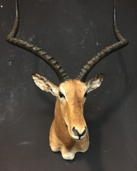 beautiful-stuffed-head-of-a-capital-impala-517941-en-max