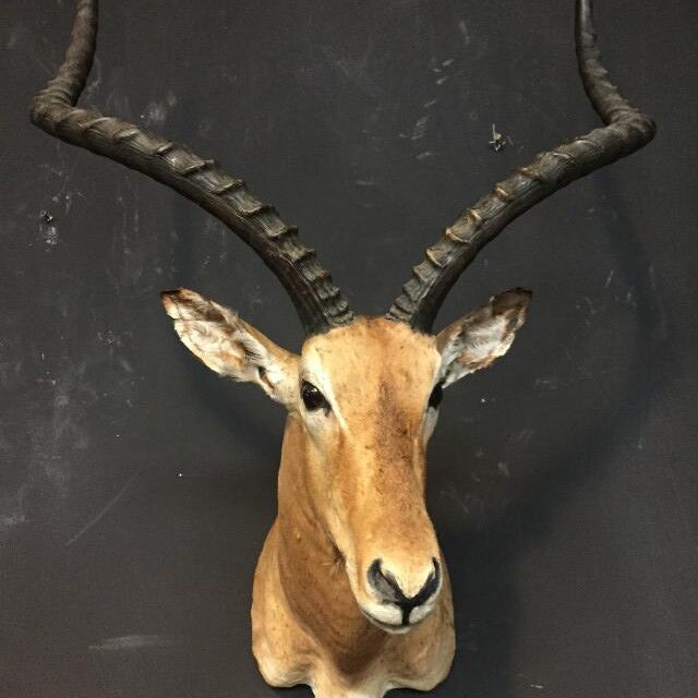 beautiful-stuffed-head-of-a-capital-impala-517941-en-max