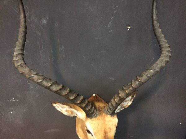Mooie opgezette kop van een kapitale impala