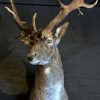 Beautiful stuffed head of a fallow deer