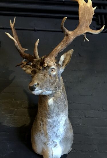 beautiful-stuffed-head-of-a-fallow-deer-1274733-en-max