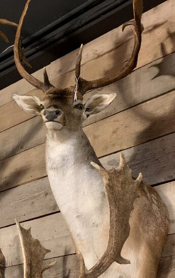 beautiful-stuffed-head-of-a-fallow-deer-1660958-en-max