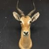 Schöne preparierter Kopf eines lechwe Antilope