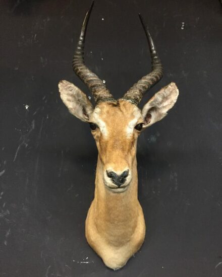 beautiful-stuffed-head-of-a-lechwe-antelope-517932-en-max