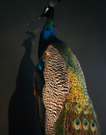 beautiful-stuffed-peacock-375730-en-max