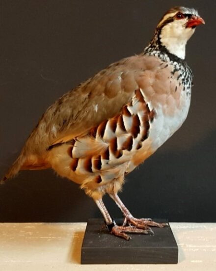 beautiful-stuffed-red-leg-partridge-518318-en-max