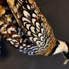 Beautiful taxidermy king pheasant