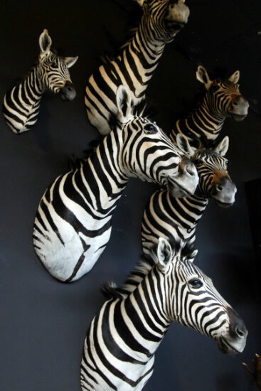 beautiful-zebra-shouldermounts-377248-en-max