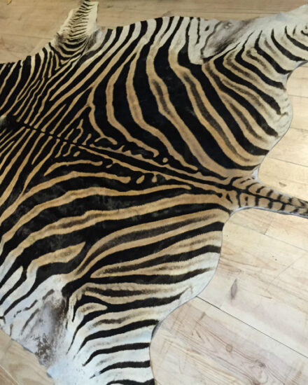 beautiful-zebra-skin-378901-en-max