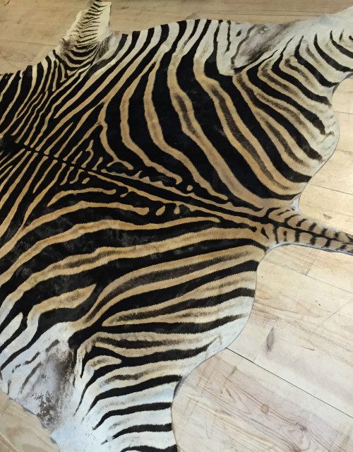 Beautiful zebra skin