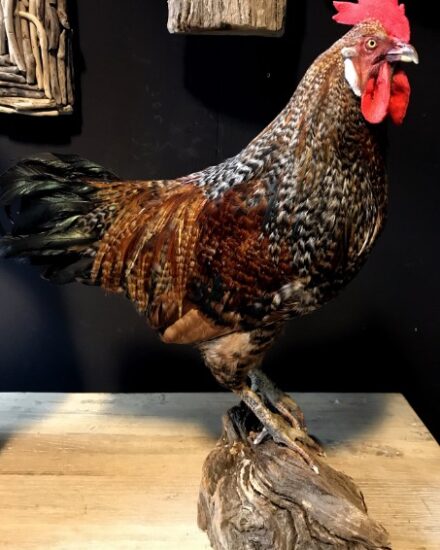 beautifully-big-sized-rooster-819375-en-max