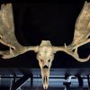 Antique skull of an ibex.