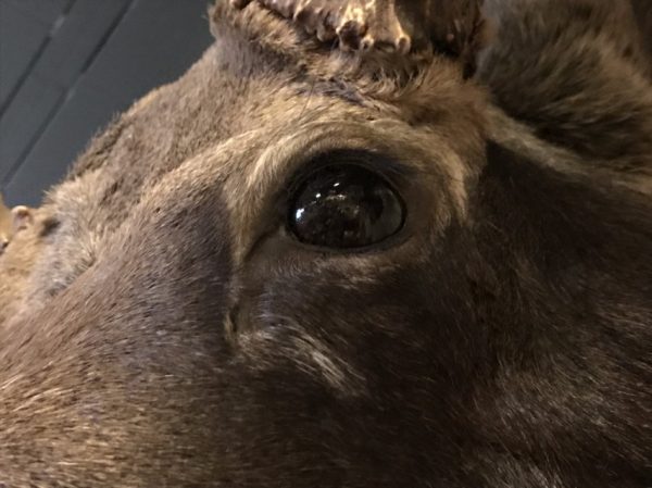 Prachtige opgezette kop van een Canadese eland