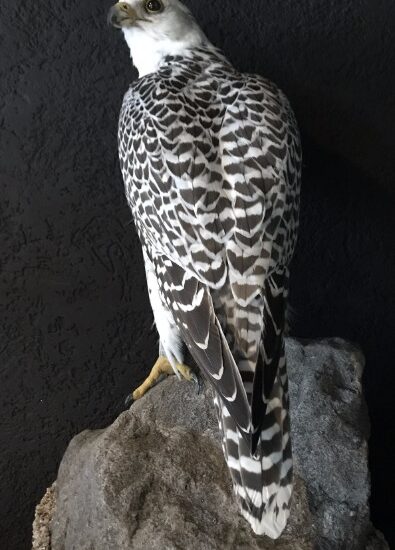 beautifully-hybrid-gyrfalcon-861304-en-max