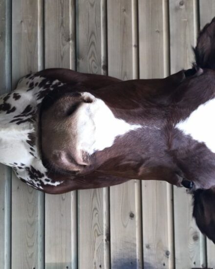 beautifully-taxidermy-head-of-a-cow-861207-en-max-rotated