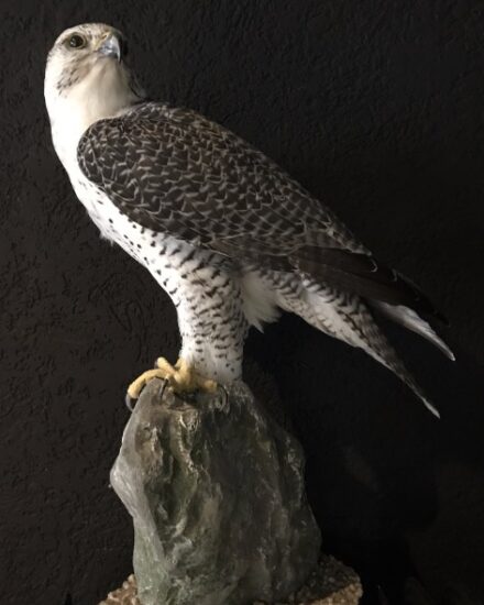 beautifully-taxidermy-mature-gyrfalcon-846659-en-max