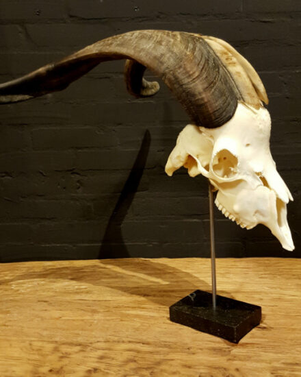 big-beautiful-skull-of-a-billy-goat-145-1024601-en-max