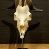 Big beautiful skull of a Billy Goat
