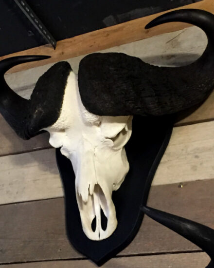 big-heavy-skull-of-a-cape-buffalo-566014-en-max