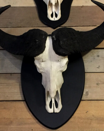 big-heavy-skull-of-a-cape-buffalo-566016-en-max