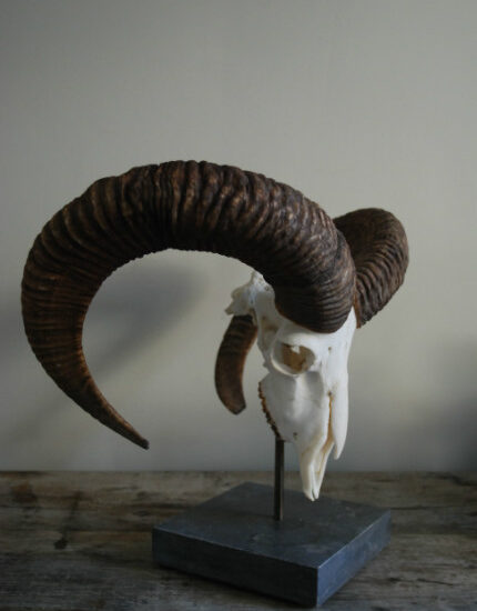 big-mouflon-skull-on-a-hard-stone-base-376105-en-max