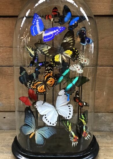 big-old-bell-jar-with-colorful-mix-of-many-butterfly-species-777640-en-max