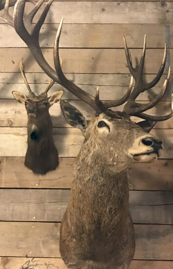 big-taxidermy-head-of-a-deer-736138-en-max