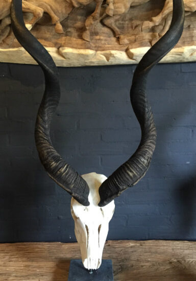 bleached-skull-of-a-big-kudu-on-a-pedestal-464369-en-max