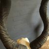 Bleached skull of a big kudu on a pedestal