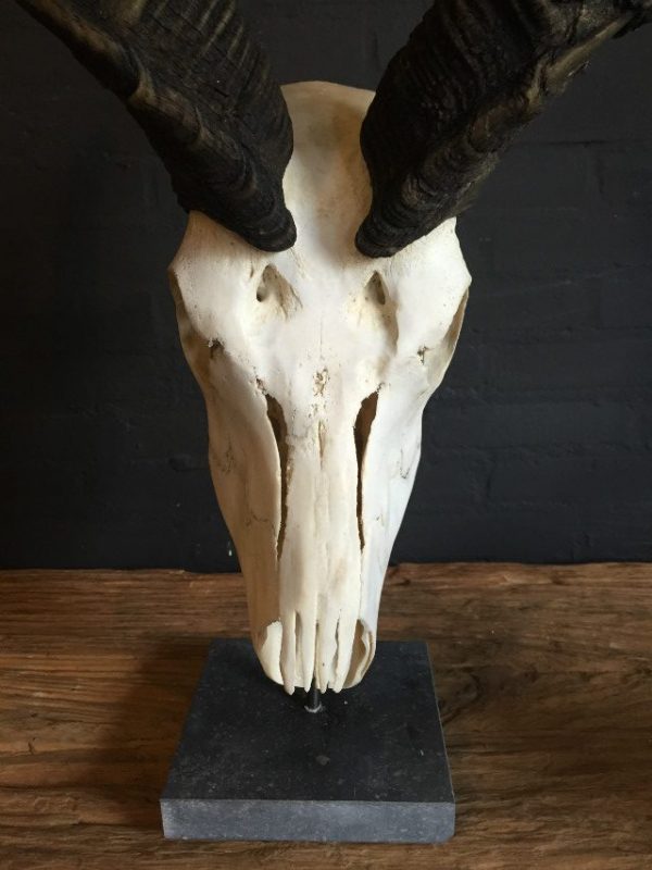 Gebleekte schedel van een grote kudu