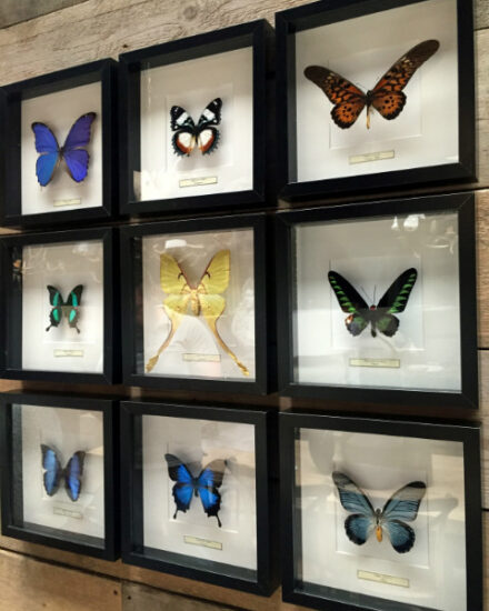 butterflies-in-wooden-frame-378551-en-max