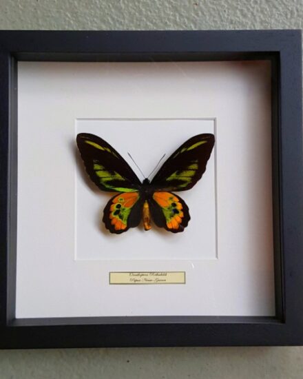 butterfly-in-real-wooden-frame-ornithoptera-rothschildi-1069184-en-max