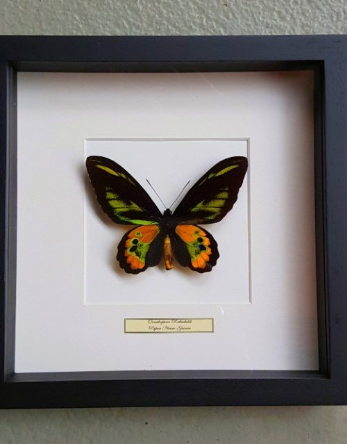 Schmetterling in Holzrahmen (Ornithoptera Rothschildi)