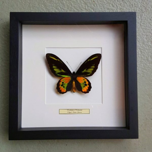 Vlinder in houten frame (Ornithoptera Rothschildi)