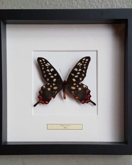 butterfly-in-real-wooden-frame-papilio-antenor-1069200-en-max