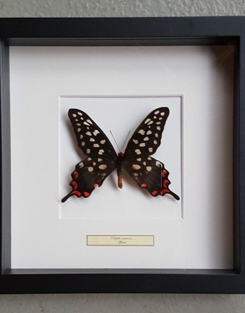 Schmetterling in Holzrahmen (Papilio Antenor)