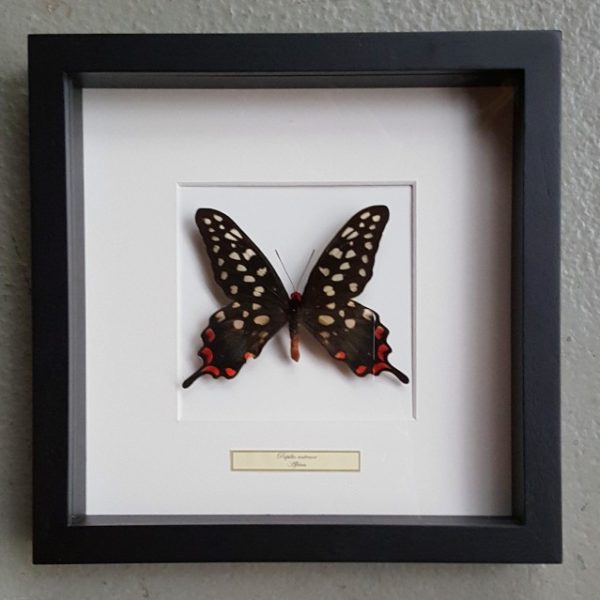 Butterfly in real wooden frame (Papilio Antenor)