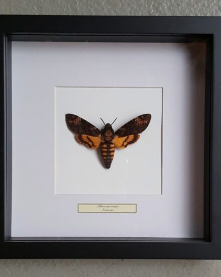 butterfly-in-wooden-frame-acherontia-atropos-1069222-en-max