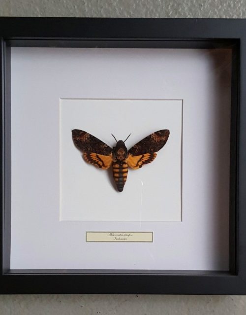 Butterfly in wooden frame (Acherontia Atropos)