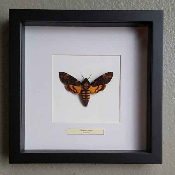 Schmetterling in Holzrahmen (Acherontia Atropos)