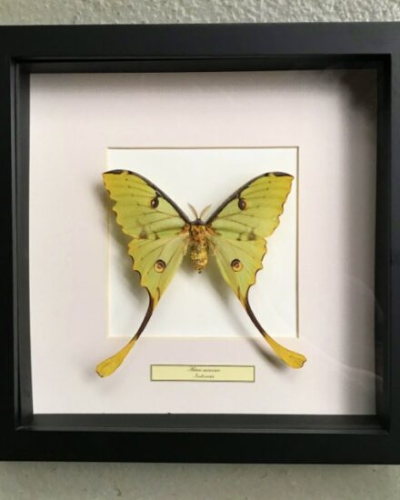 butterfly-in-wooden-frame-actias-mimosa-1069247-en-max