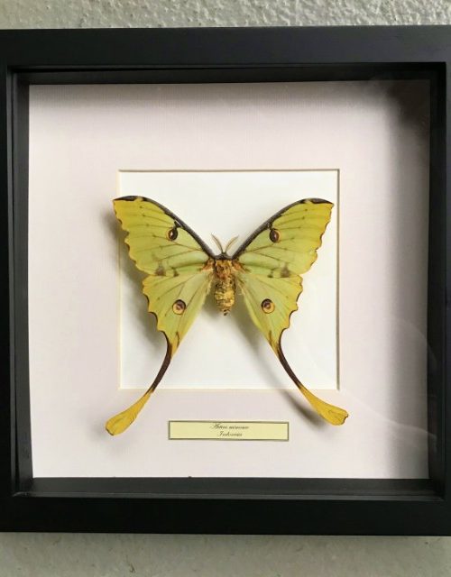 Vlinder in houten frame (Actias Mimosa)